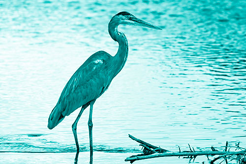 Wading Great Blue Heron Hunting Fish (Cyan Shade Photo)