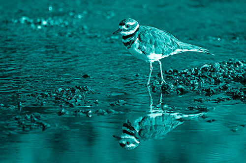 Wading Killdeer Wanders Shallow River Water (Cyan Shade Photo)