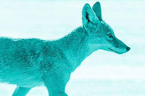 Walking Coyote Crossing Empty Road (Cyan Shade)