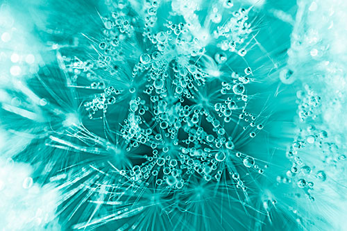 Water Dew Bubbles Among Dandelion Fluff (Cyan Shade)
