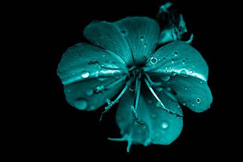 Water Droplet Primrose Flower After Rainfall (Cyan Shade Photo)