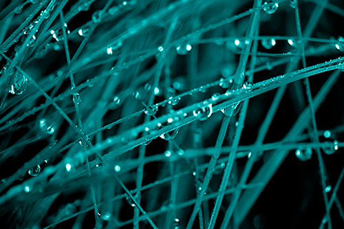 Water Droplets Hanging From Grass Blades (Cyan Shade Photo)