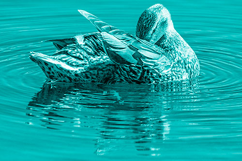 Water Rippling Mallard Duck Grooming Self (Cyan Shade)