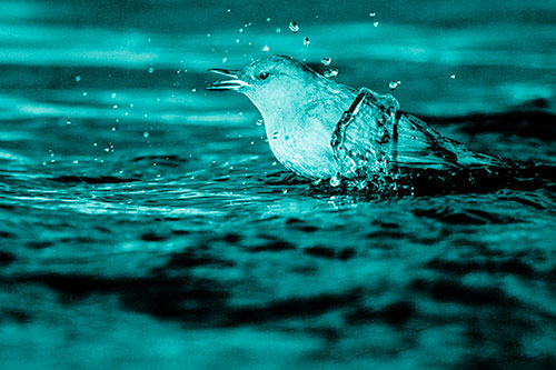 Water Splashing American Dipper Feasting On Larvae (Cyan Shade)