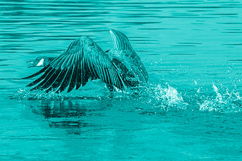 Water Splashing Canadian Goose Taking Flight Off Lake (Cyan Shade)