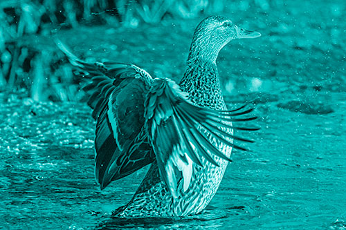 Water Splashing Mallard Duck Flapping Wings Among Pond (Cyan Shade Photo)
