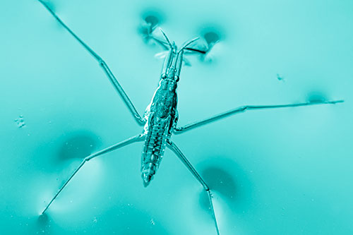 Water Strider Perched Atop Calm River (Cyan Shade Photo)