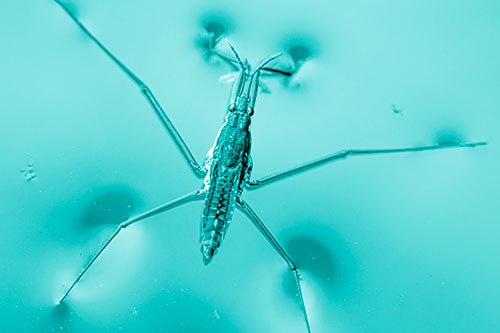 Water Strider Perched Atop Calm River (Cyan Shade)