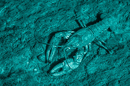 Water Submerged Crayfish Crawling Upstream (Cyan Shade Photo)