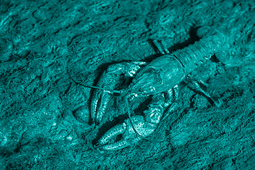 Water Submerged Crayfish Crawling Upstream (Cyan Shade)