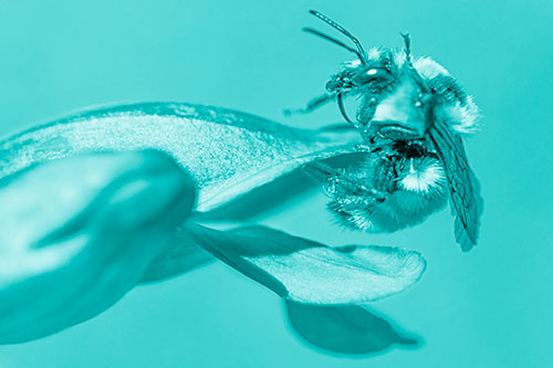 Waving Red Belted Bumble Bee Climbing Flower Petal (Cyan Shade)