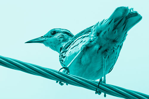 Western Meadowlark Keeping Watch Atop Powerline Wire (Cyan Shade)