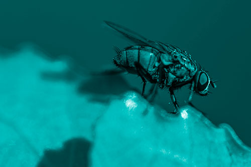 Wet Cluster Fly Walks Along Leaf Rim Edge (Cyan Shade Photo)