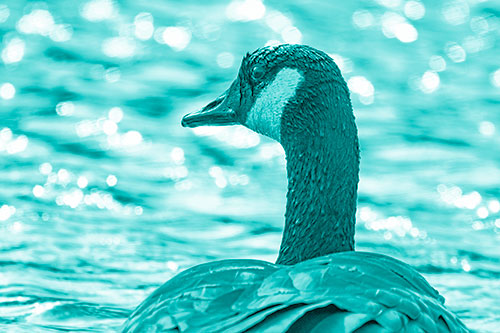 Wet Headed Canadian Goose Among Glistening Water (Cyan Shade Photo)