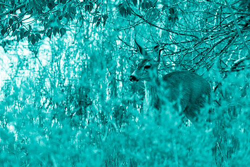 White Tailed Deer Looking Onwards Among Tall Grass (Cyan Shade Photo)