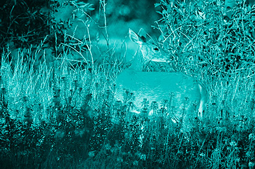 White Tailed Deer Looks Back Among Lily Nile Flowers (Cyan Shade)