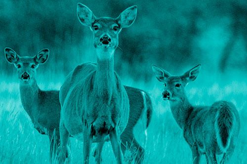 White Tailed Deer Trio Watch Among Wheatgrass (Cyan Shade)
