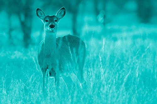 White Tailed Deer Watches With Anticipation (Cyan Shade Photo)