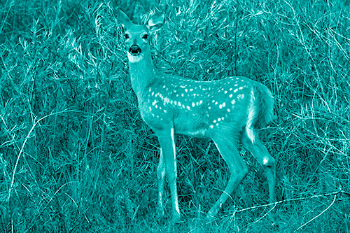 White Tailed Spotted Deer Stands Among Vegetation (Cyan Shade Photo)