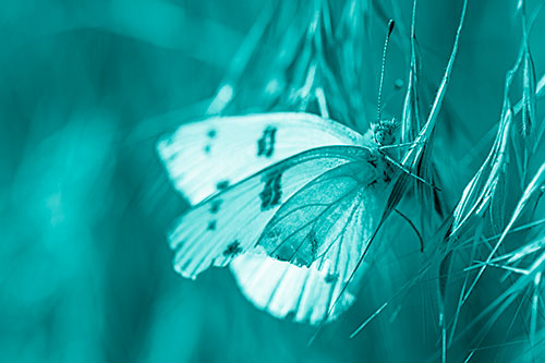 White Winged Butterfly Clings Grass Blades (Cyan Shade Photo)