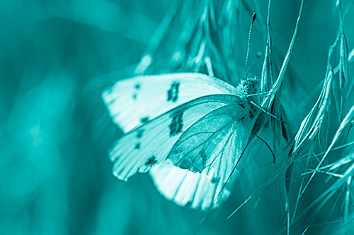White Winged Butterfly Clings Grass Blades (Cyan Shade)