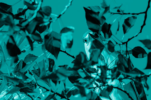 Wide Eyed Black Crowned Night Heron Looking Down From Tree Branch (Cyan Shade)