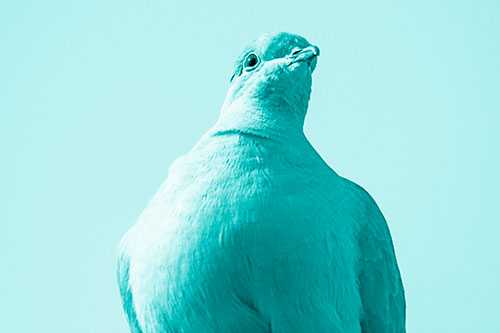 Wide Eyed Collared Dove Keeping Watch (Cyan Shade Photo)