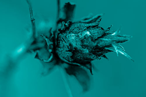 Willow Cone Gall Midge Head Sticking Fuzzy Tongue Out (Cyan Shade Photo)