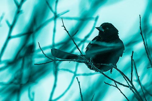 Wind Gust Blows Red Winged Blackbird Atop Tree Branch (Cyan Shade Photo)