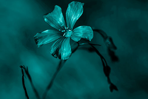 Wind Shaking Flax Flower (Cyan Shade Photo)