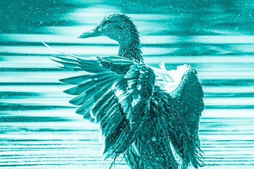 Wing Flapping Mallard Duck Splashing Lake Water (Cyan Shade)