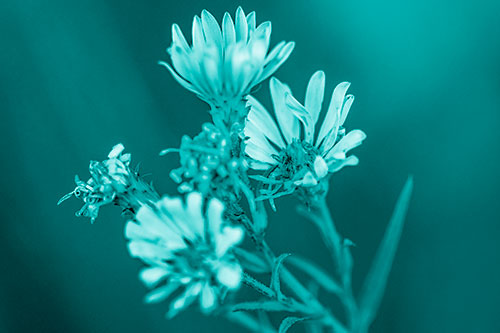 Withering Aster Flowers Decaying Among Sunshine (Cyan Shade Photo)