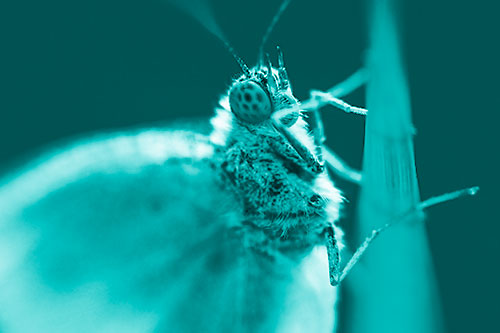 Wood White Butterfly Hugs Grass Blade (Cyan Shade Photo)