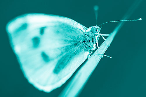 Wood White Butterfly Perched Atop Grass Blade (Cyan Shade Photo)