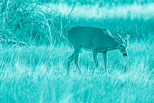 Yawning White Tailed Deer Wanders Among Grass Prairie (Cyan Shade)