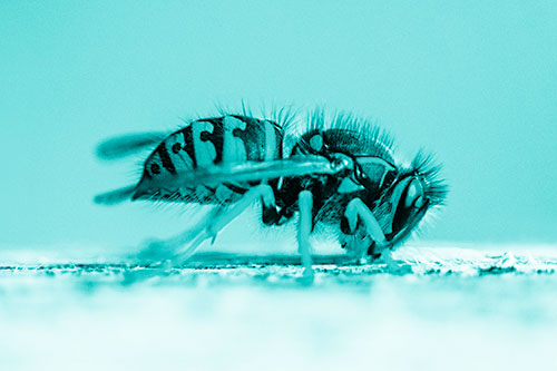 Yellowjacket Wasp Chewing Wood (Cyan Shade)