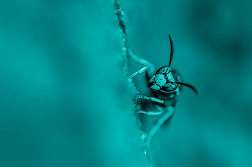 Yellowjacket Wasp Crawling Rock Vertically (Cyan Shade Photo)