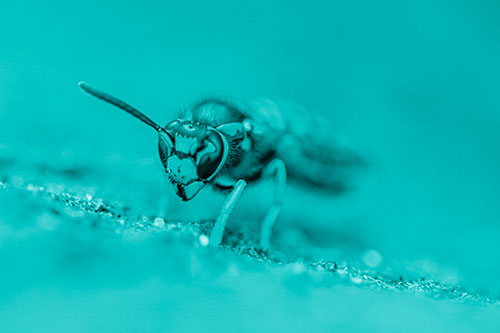 Yellowjacket Wasp Prepares For Flight (Cyan Shade Photo)