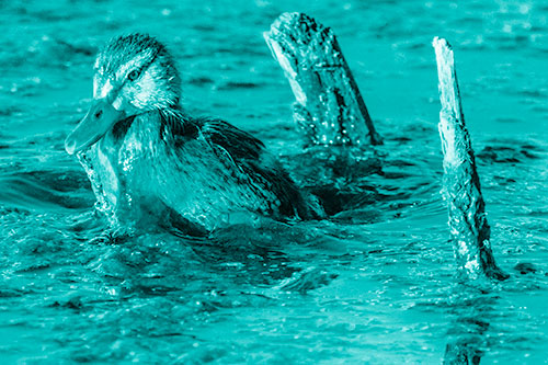 Young Mallard Duckling Playing Among Algae (Cyan Shade)