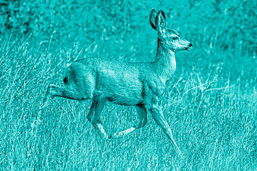 Young Mule Deer Galloping Across Grassland (Cyan Shade)