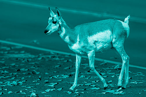 Young Pronghorn Crosses Leaf Covered Road (Cyan Shade Photo)