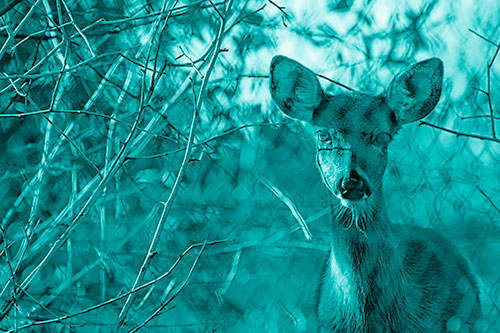 Young White Tailed Deer Watches Through Chain Link Fence (Cyan Shade)