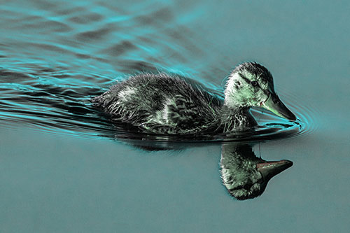 Aging Mallard Duckling Swimming Through Calm Water (Cyan Tint)