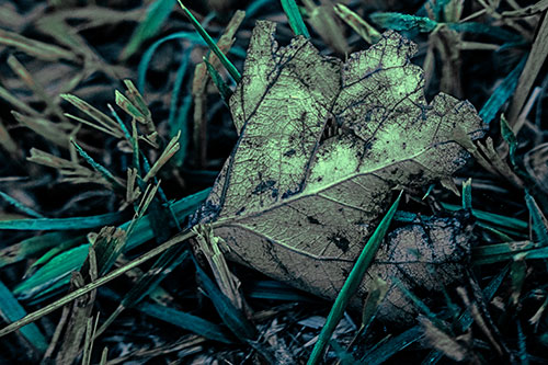 Agony Decaying Leaf Face Suffering Among Grass Blades (Cyan Tint)