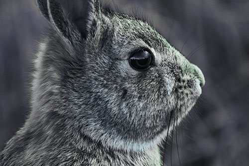 Alert Bunny Rabbit Detects Noise (Cyan Tint Photo)