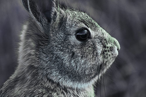Alert Bunny Rabbit Detects Noise (Cyan Tint)