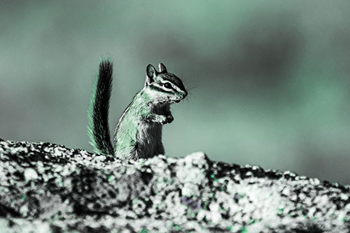 Alert Chipmunk Extending Tail Upwards (Cyan Tint)