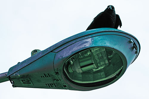 Alert Crow Keeping Watch Atop Light Pole (Cyan Tint Photo)