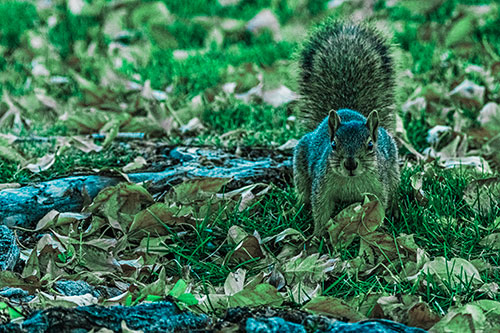 Alert Squirrel Freezes Among Fall Leaves (Cyan Tint)