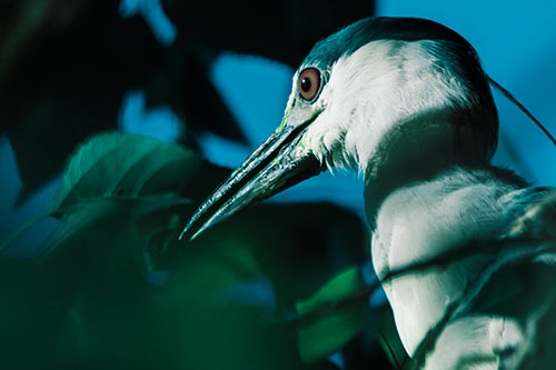 Algae Beak Black Crowned Night Heron (Cyan Tint Photo)